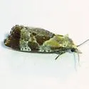 Phtheochroa vulneratana of authors - Hodges#3826