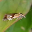 Phtheochroa vulneratana of authors - Hodges#3826 - photo 2