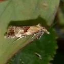Phtheochroa vulneratana of authors - Hodges#3826 - photo 3