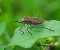 Phthiacnemia picta