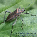 Phthiacnemia picta - photo 2