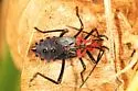 Phthiacnemia picta - photo 4