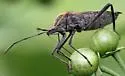 Phthiacnemia picta - photo 5