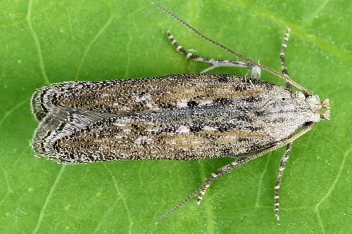 Potato Moth - Hodges#2011 - Phthorimaea operculella