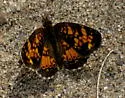 Tawny Crescent - Hodges#4482