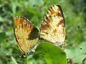 Tawny Crescent - Hodges#4482 - photo 3
