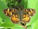 Tawny Crescent - Hodges#4482 - photo 4