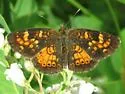 Tawny Crescent - Hodges#4482 - photo 5