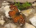 Vesta Crescent - Hodges#4479.1 - Phyciodes graphica