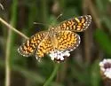 Vesta Crescent - Hodges#4479.1 - photo 2