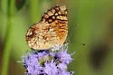 Vesta Crescent - Hodges#4479.1 - photo 3