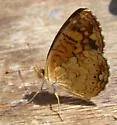 Vesta Crescent - Hodges#4479.1 - photo 4