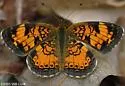 Mimic Crescent - Hodges#4481.2