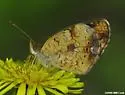 Mimic Crescent - Hodges#4481.2 - photo 2