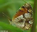 Mimic Crescent - Hodges#4481.2 - photo 3