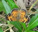 Mimic Crescent - Hodges#4481.2 - photo 4