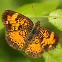 Mimic Crescent - Hodges#4481.2 - photo 5
