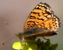 Mylitta Crescent - Hodges#4488