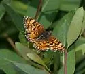 Mylitta Crescent - Hodges#4488 - photo 2