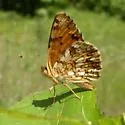 Pale Crescent - Hodges#4487