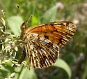 Pale Crescent - Hodges#4487 - photo 2