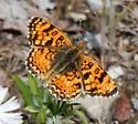 Pale Crescent - Hodges#4487 - photo 3