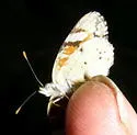 Painted Crescent - Hodges#4484 - photo 2