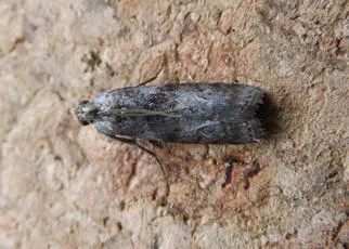 Phycita roborella - photo 4