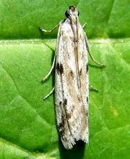 Phycitodes binaevella