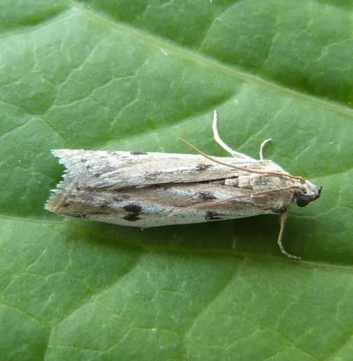 Phycitodes binaevella - photo 2