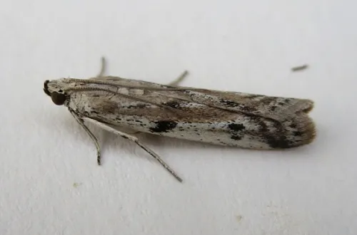 Phycitodes binaevella - photo 3