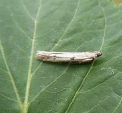 Phycitodes binaevella - photo 4