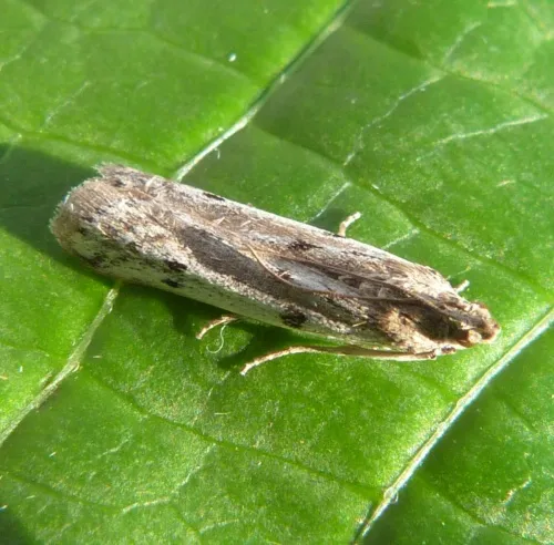 Phycitodes binaevella - photo 5