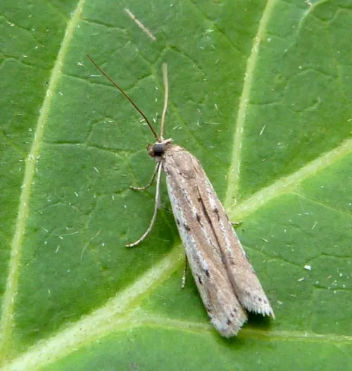 Phycitodes binaevella - photo 6