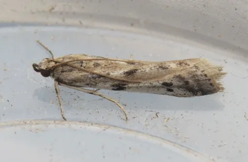 Phycitodes binaevella - photo 7