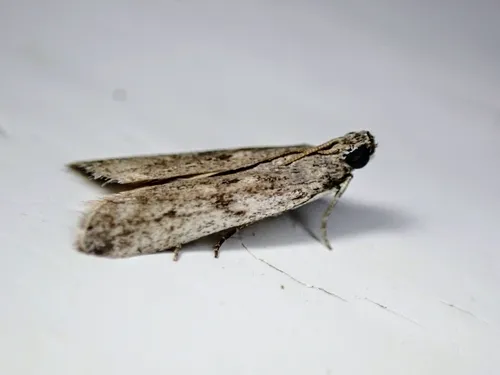 Phycitodes mucidella - Hodges#5946