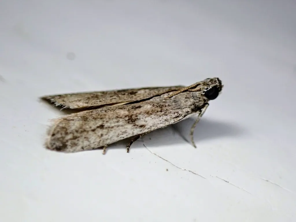 Phycitodes mucidella - Hodges#5946 - photo 2
