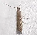 Phycitodes reliquellum - Hodges#5946.2 - Phycitodes reliquellum