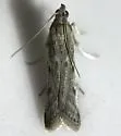 Phycitodes reliquellum - Hodges#5946.2 - photo 4