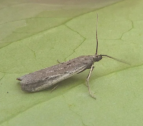 Phycitodes saxicola