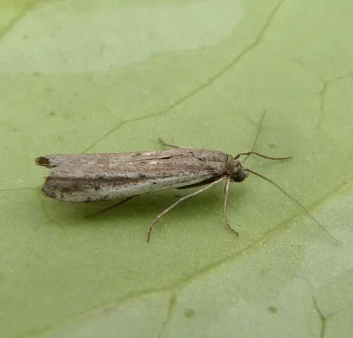 Phycitodes saxicola - photo 2
