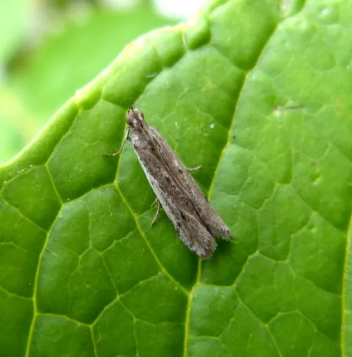 Phycitodes saxicola - photo 3