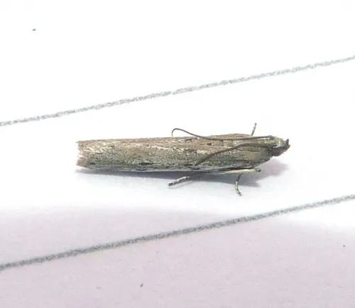 Phycitodes saxicola - photo 4