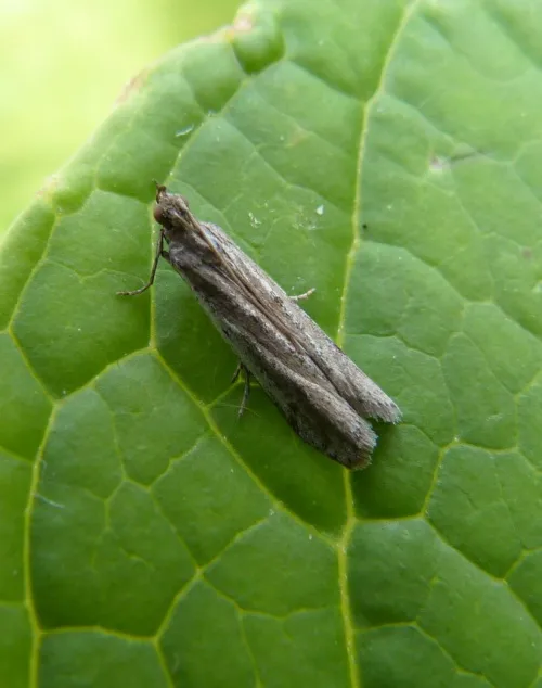 Phycitodes saxicola - photo 5