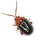 Phydanis bicolor - Phydanis bicolor