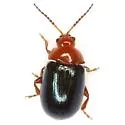 Phydanis bicolor - photo 2