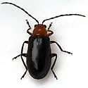 Phyllecthris dorsalis - Phyllecthris dorsalis