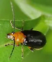 Phyllecthris dorsalis - photo 2