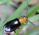 Phyllecthris dorsalis - photo 3