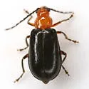 Phyllecthris dorsalis - photo 4